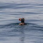 Puffin swimming in water in Alaska