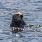 Close up of sea otter in water in Alaska