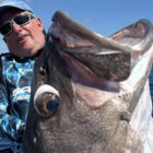 Close up very large bass fish head with an angler stood behind it
