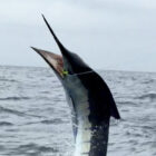 Striped marlin caught on a fishing line jumping out of the ocean