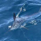 Striped marlin caught on a fishing line swimming just below the ocean's surface