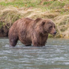 Bear standing in a river in Alaska