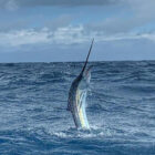 A large marlin leaping vertically out of the choppy blue ocean water, with its long bill pointed toward a cloudy sky.
