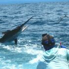 Angler watching a marlin jumping out of water