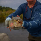 A close-up of a tiger fish held by a person wearing light grey sun gloves. The fish's sharp, interlocking teeth and silver scales with dark horizontal stripes are prominent. Its orange fins are highlighted against a blurred background of green marshland and a grey sky.