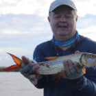 A man wearing a hat and fishing gloves holds a silver tiger fish with bright orange-red fins horizontally over a river, with a cloudy sky and marshy riverbanks in the background.