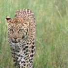 A leopard with a spotted coat walking forward through tall green grass, looking directly toward the camera.