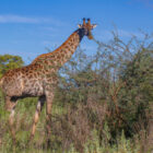 A giraffe standing in a lush green savanna, eating leaves from the top of a thorny acacia bush under a clear blue sky.