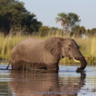 An African elephant wades through a river in Botswana, with its large body partially submerged. The elephant's wrinkled grey skin is wet, and its tusks are visible as it moves through the water near a lush bank of tall green and golden reeds.