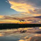 A serene sunset over a wide river, with vibrant orange and yellow clouds reflecting in the calm water and a lone silhouette of a tree standing on the grassy riverbank.
