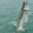 A large tarpon leaping completely out of turquoise ocean water.
