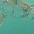An underwater close-up of a tarpon swimming through clear green water.