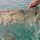 A person's hand holding a fishing tool next to a large tarpon at the water's surface.