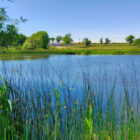 A peaceful blue lake framed by tall reeds in the foreground and green fields in the distance.