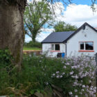 Side angle of a white cottage with red-trimmed windows partially hidden behind a large tree and purple wildflowers.