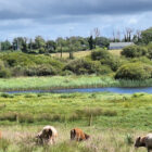 Cows grazing in a green pasture next to a quiet river with a cottage visible on the distant hill.