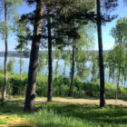 A scenic view of a calm, wide lake seen through a line of tall pine and birch trees.