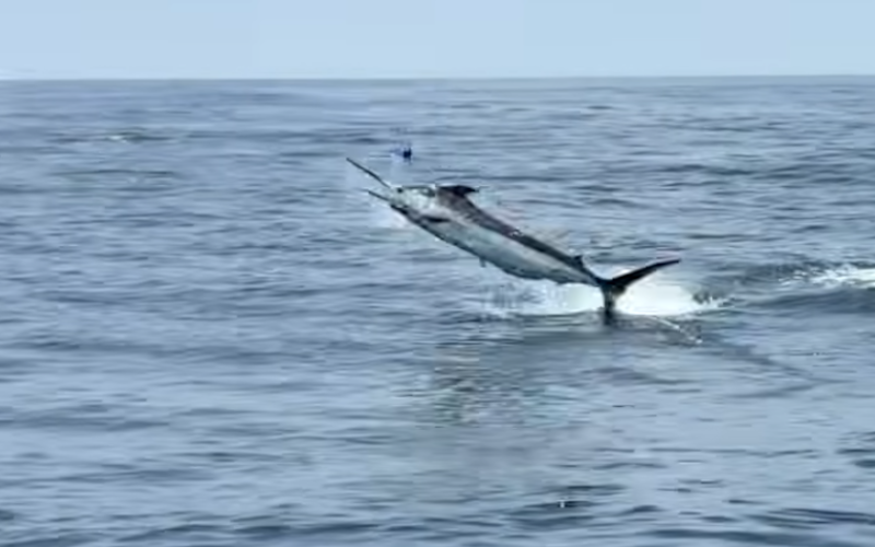 A large marlin leaping out of the ocean water.